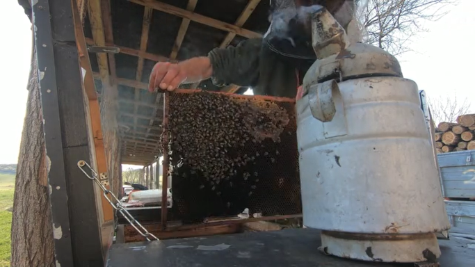 The four seasons of beekeeping,  SPRING