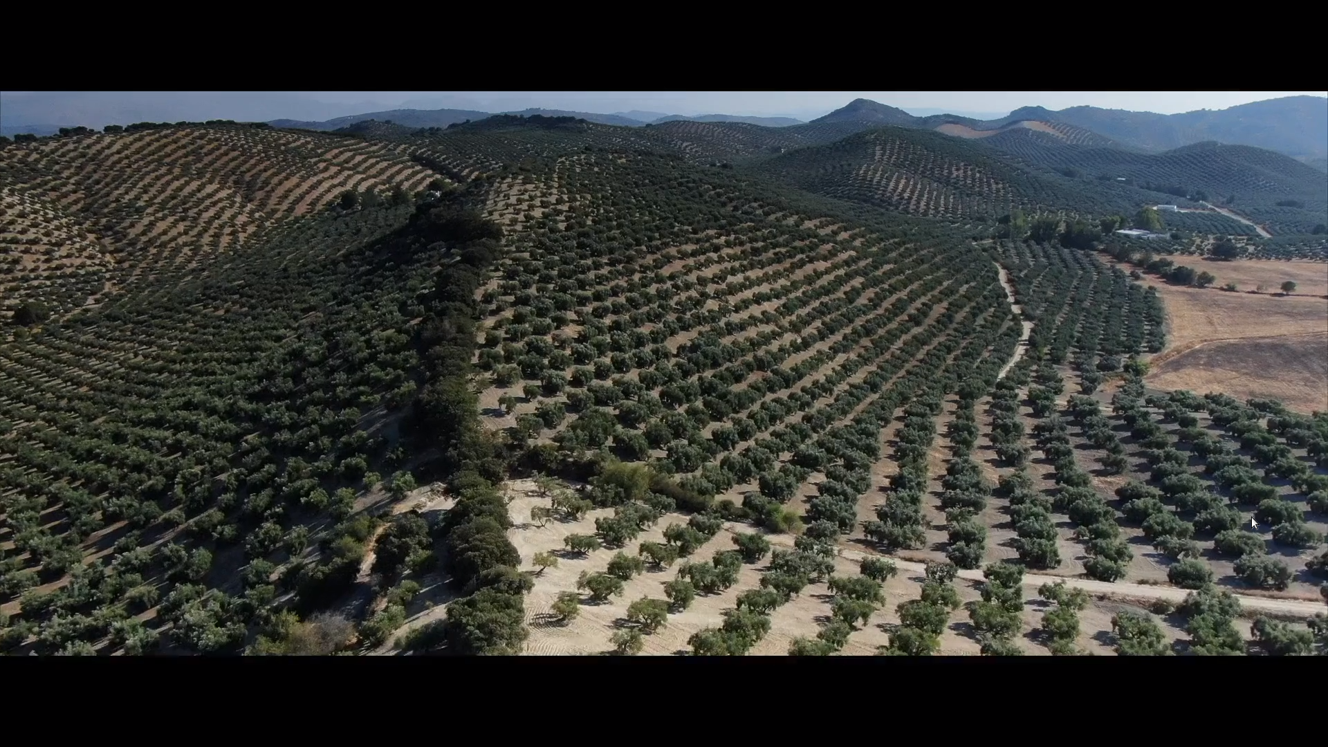 El paisaje del olivar