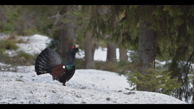 Spring in the home of the Capercaillie