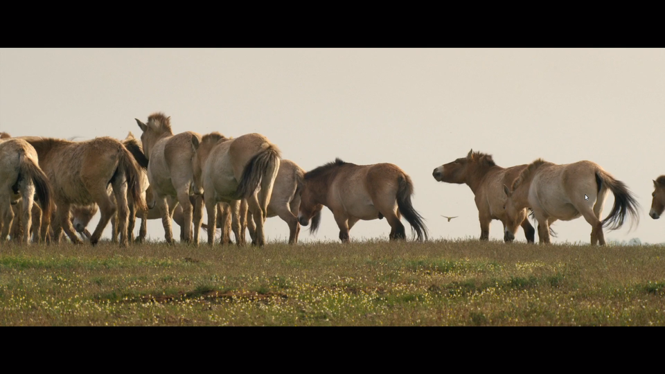 WILD HORSES - A TALE FROM THE PUSZTA